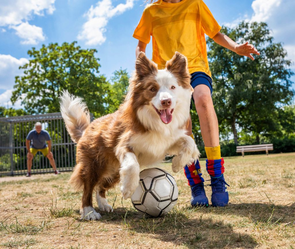 Hond voetbal